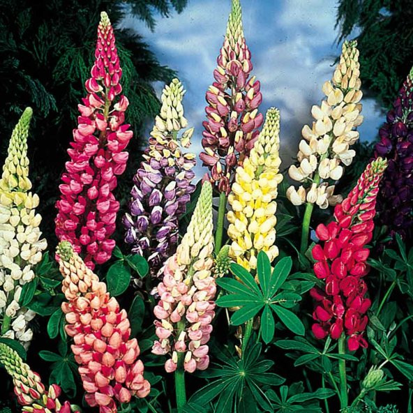 Karışık Lupino Çiçeği Tohumu 5 Adet Tohum Çiçek Tohumu - 3