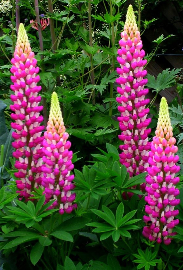 Karışık Lupino Çiçeği Tohumu 5 Adet Tohum Çiçek Tohumu - 4