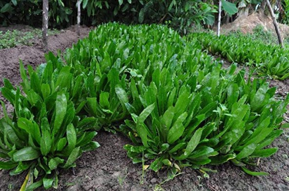 İthal Nadir Çin Kişniş Tohumu 25 Adet Tohum Foerid Eryngium - 3