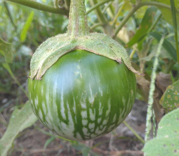 Nadir İthal Yeşil Dolmalık Patlıcan Tohumu 5 Adet Tohum - 2
