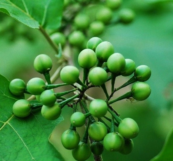 İthal Nadir Mini Üzüm Salkım Patlıcan Tohumu 5 Adet Tohum - 2