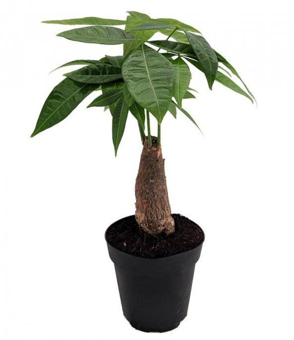 Maymun Tırmanmaz Ağacı Tohumu 3 Adet Tohum Flaş Ağacı