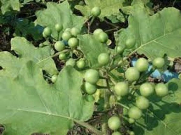 İthal Nadir Mini Üzüm Salkım Patlıcan Tohumu 5 Adet Tohum - 3