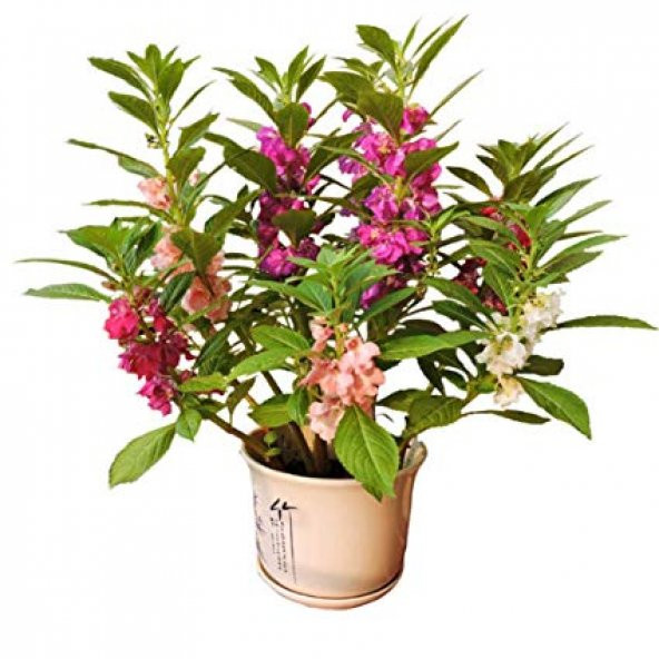 Türbe Çiçeği Tohumu 5 Adet Tohum Çiçek Tohumu