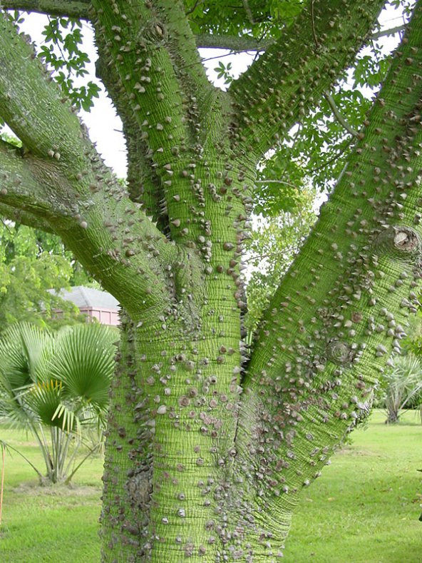 Maymun Tırmanmaz Ağacı Tohumu 3 Adet Tohum Flaş Ağacı - 3