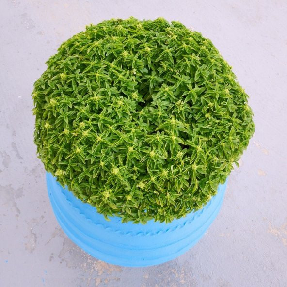 Mis Kokulu Top Reyhan Tohumu 15 Adet Tohum Çiçek Tohumu Feseleğen - 2