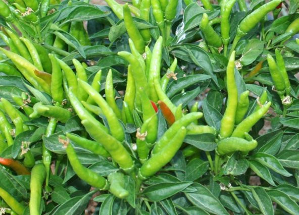 Yeşil Cin Süs Biberi Tohumu 20 Adet Biber Tohumu - 3