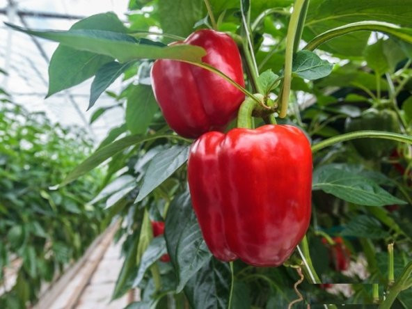 Nadir İthal Acı Kırmızı Dolmalık Biber Tohumu 10 Adet Tohum - 2