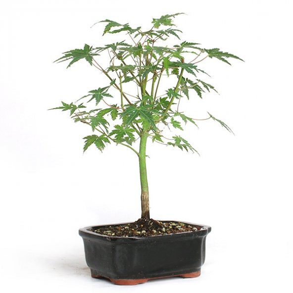 Bodur Japon Acer Platum Bonzai Ağacı Ekim Seti 5 Adet Tohum Saksı Toprak Kombin ürün görseli