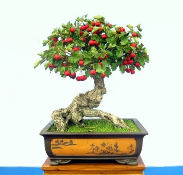Bodur Kırmızı Alıç Bonzai Ağacı Tohumu 5 Adet Bonsai Ağacı Tohumu