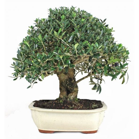 Bodur Defne Bonzai Ağacı Tohumu 3 Adet Bonsai Ağacı Tohumu