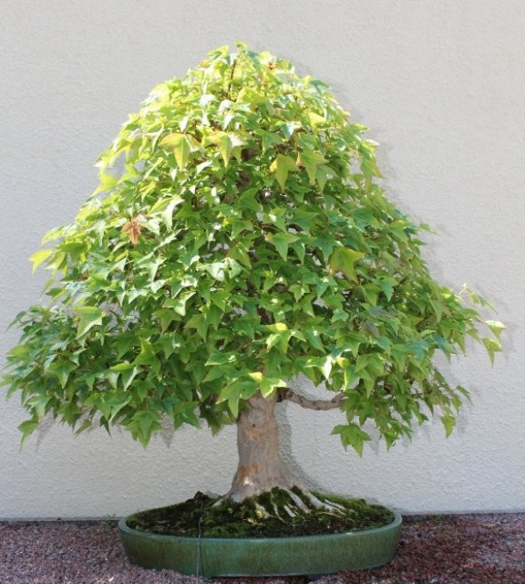 Bodur Japon Acer Platum Bonzai Ağacı Ekim Seti 5 Adet Tohum Saksı Toprak Kombin - Resim 2