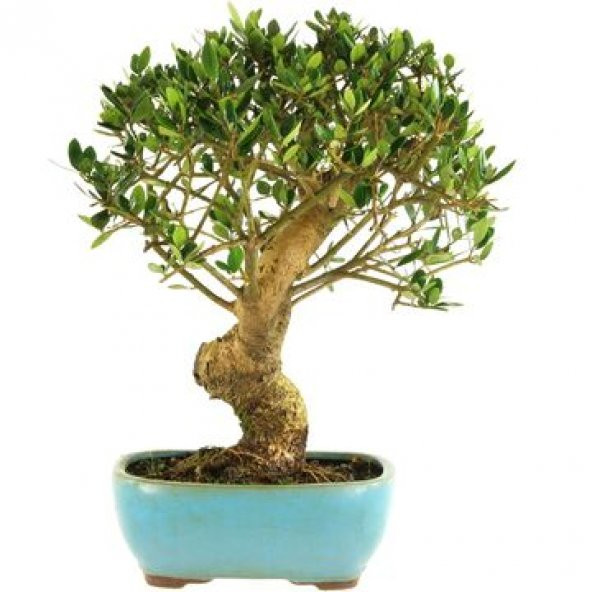 Bodur Defne Bonzai Ağacı Tohumu 3 Adet Bonsai Ağacı Tohumu - 2