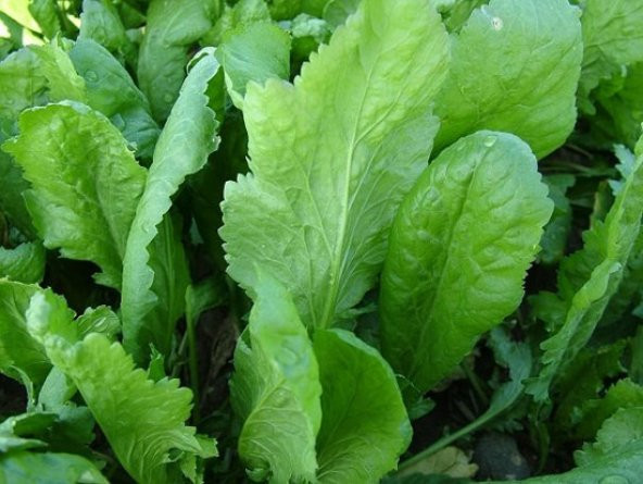 Geniş Yaprak Tere Tohumu 100 Adet Tohum - 2