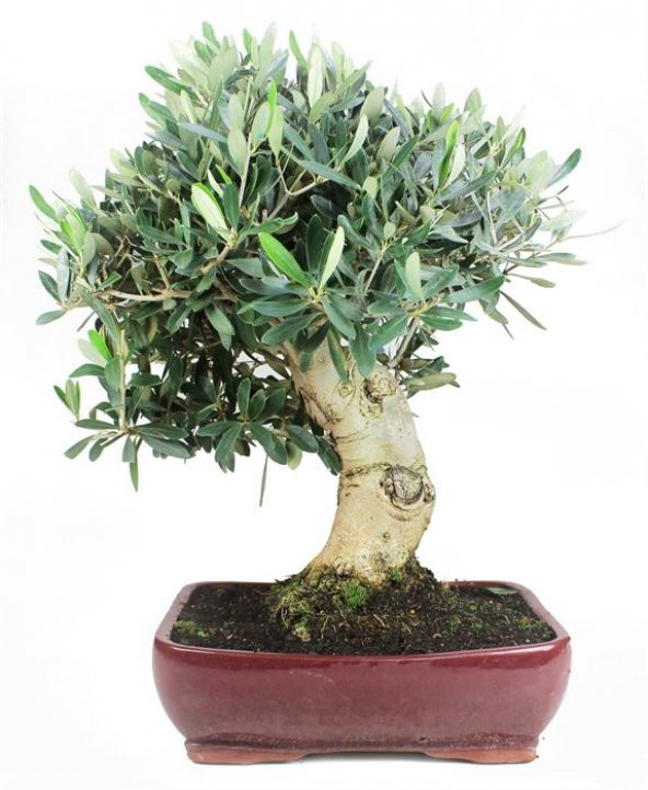 Bodur Defne Bonzai Ağacı Tohumu 3 Adet Bonsai Ağacı Tohumu - 3