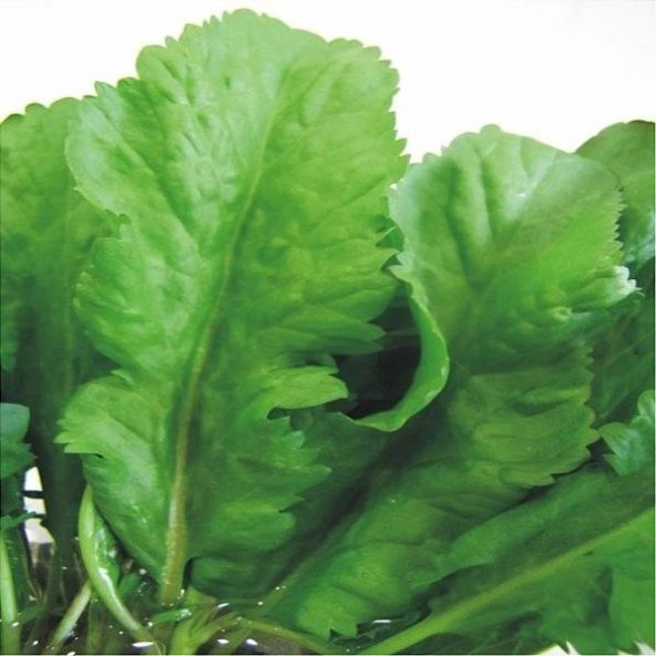 Geniş Yaprak Tere Tohumu 100 Adet Tohum - 3