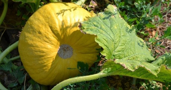 Nevşehir Kabak Çekirdeği Tohumu 10 Adet Çekirdek Çekirdeği Tohumu - Resim 2