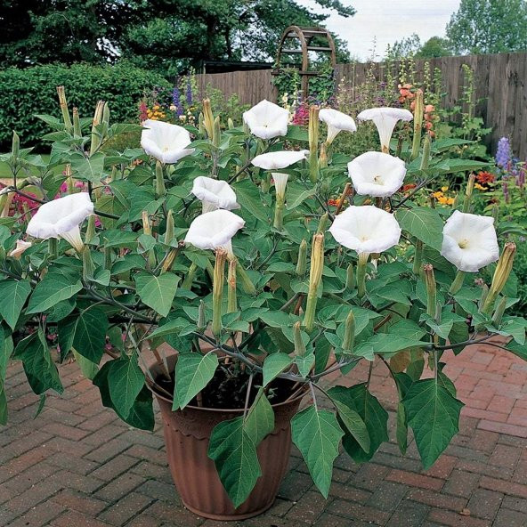 Beyaz Angel Trumpet Çiçeği Tohumu 5 Adet Tohum Meleklerin Borusu
