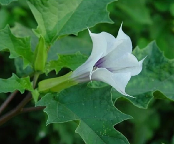Beyaz Angel Trumpet Çiçeği Tohumu 5 Adet Tohum Meleklerin Borusu - 2