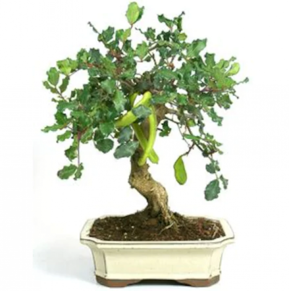 Bodur Keçi Boynuzu Bonzai Ağacı Tohumu 5 Adet Bonsai Ağacı Tohumu