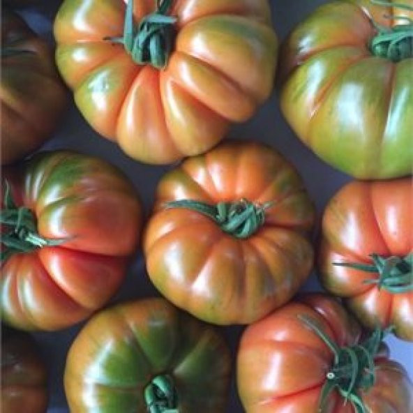 Meşhur Şahbey Pileli Köy Domatesi Tohumu 25 Adet Domates Tohumu - Resim 3