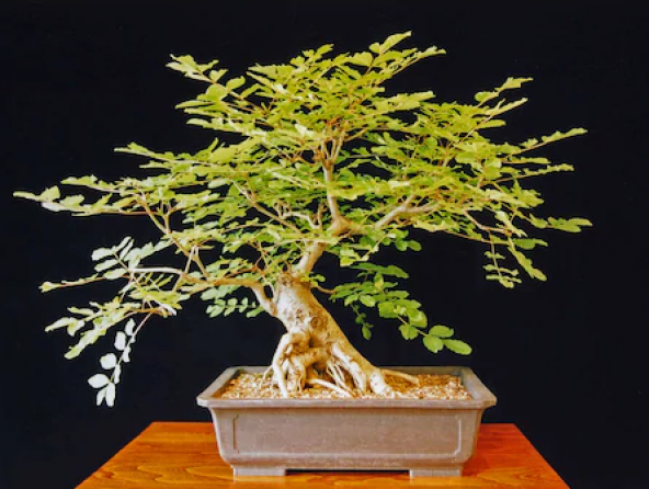Bodur Dişbudak Bonzai Ağacı Tohumu 5 Adet Bonsai Ağacı Tohumu