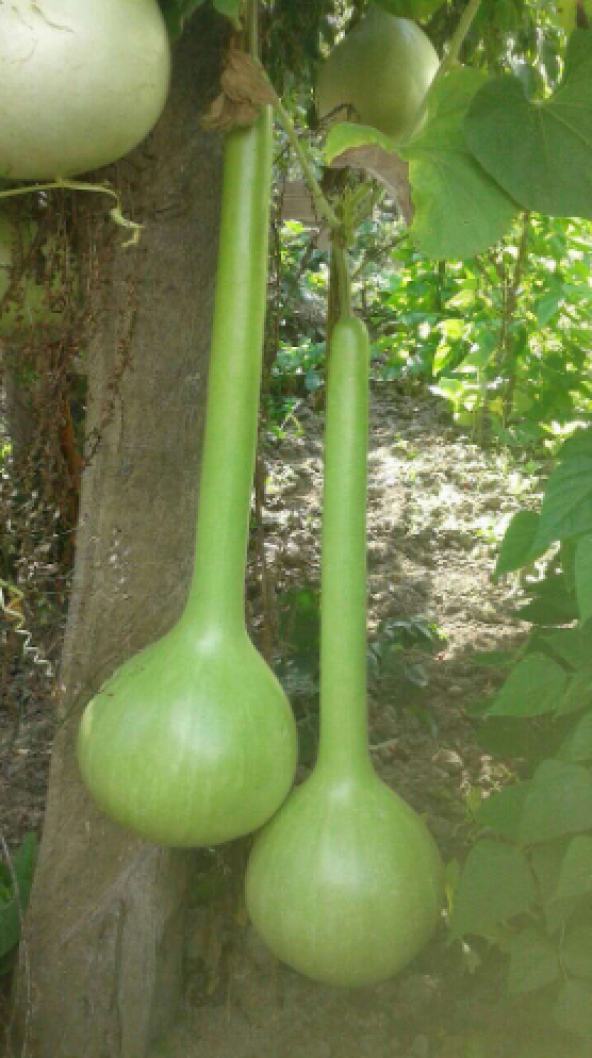 İthal Nadir Uzun Su Kabağı Tohumu 3 Adet Tohum Süs Kabağı Tohumu - Resim 2