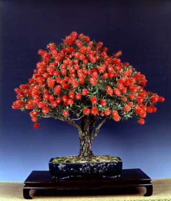 Bodur Callistemon Bonzai Ağacı Ekim Seti 5 Adet Tohum Saksı Toprak Kombin