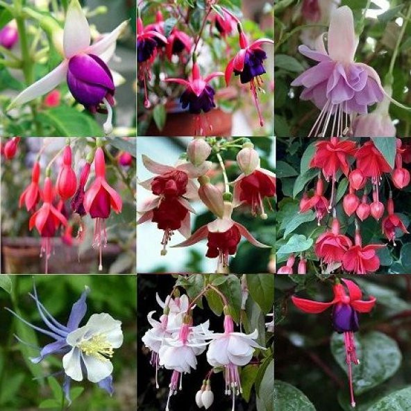 Karışık Küpeli Çiçeği Tohumu 5 Adet Tohum Çiçek Tohumu - 2