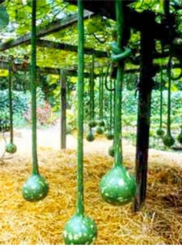 İthal Nadir Uzun Su Kabağı Tohumu 3 Adet Tohum Süs Kabağı Tohumu - Resim 3