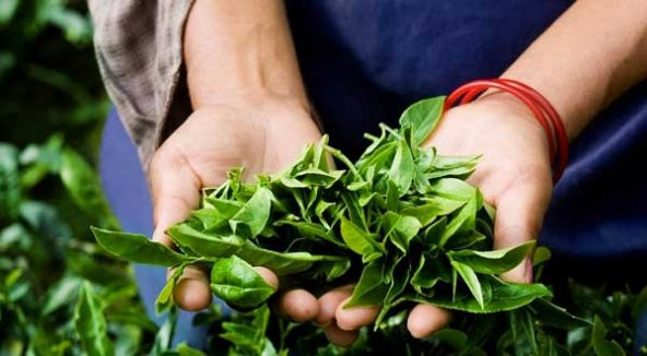 İthal Japon Yeşil Çay Ekim Seti 3 Adet Tohum Çay Tohumu - 3