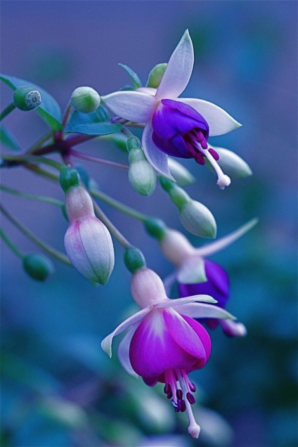 Karışık Küpeli Çiçeği Tohumu 5 Adet Tohum Çiçek Tohumu - 3