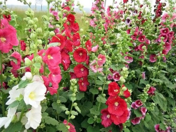 Karışık Gülhatmi Çiçeği Tohumu 5 Adet Tohum Hatmi Çiçeği 4 Farklı Renkte Çiçek Tohumu - 2