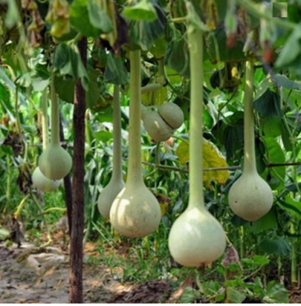 İthal Nadir Uzun Su Kabağı Tohumu 3 Adet Tohum Süs Kabağı Tohumu - Resim 4