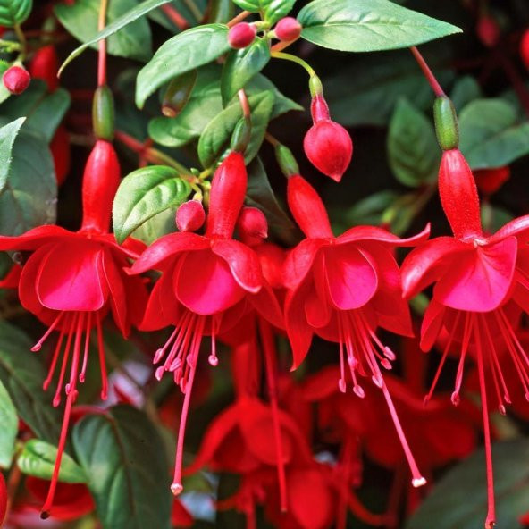 Karışık Küpeli Çiçeği Tohumu 5 Adet Tohum Çiçek Tohumu - 5