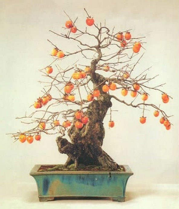 Bodur Trabzon Hurma Bonzai Ağacı Ekim Seti 1 Adet Tohum Saksı Toprak Kombin - Resim 2