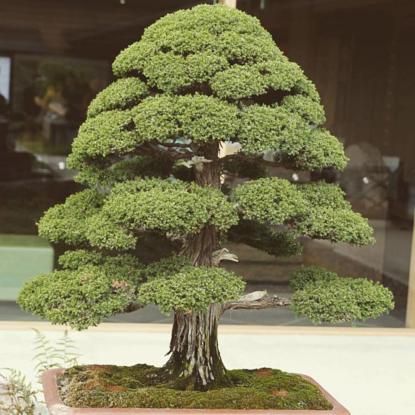 Bodur Lübnan Sediri Bonzai Ağacı Ekim Seti 5 Adet Tohum Saksı Toprak Kombin - 2