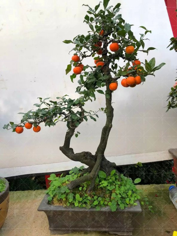 Bodur Trabzon Hurma Bonzai Ağacı Ekim Seti 1 Adet Tohum Saksı Toprak Kombin - Resim 3