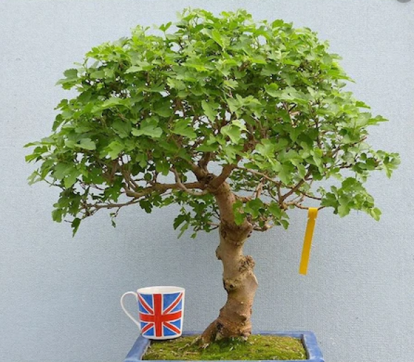 Bodur Beyaz Dut Bonzai Ağacı Tohumu 5 Adet Bonsai Ağacı Tohumu