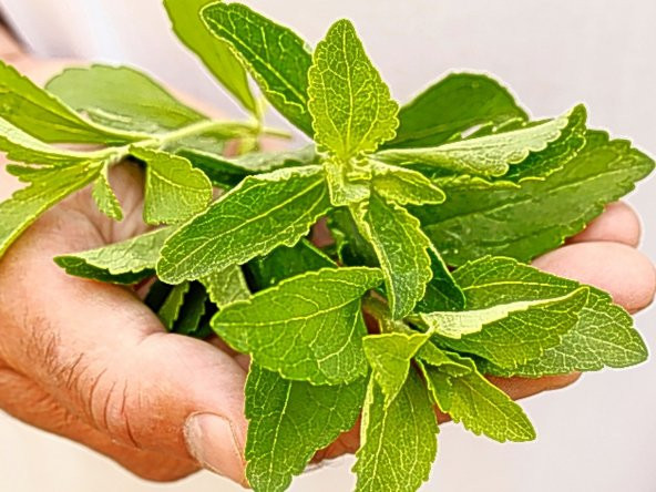 İthal Nadir Stevia Tohumu 10 Adet Tohum Şeker Otu - 3