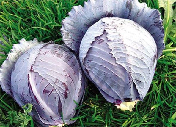 Kırmızı Lahana Tohumu 50 Adet Mor Lahana Tohumu - 3