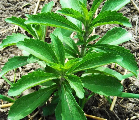 İthal Nadir Stevia Tohumu 10 Adet Tohum Şeker Otu - 4