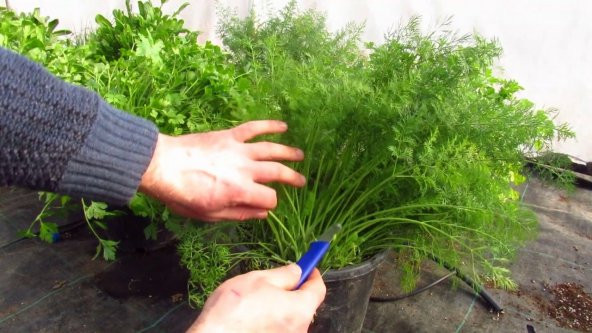 Dereotu Tohumu 100 Adet Tohum Geleneksel Dere Otu - Resim 3