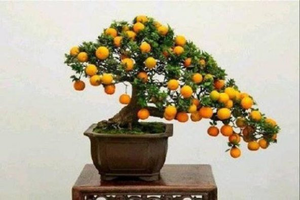 Bodur Kayısı Bonzai Ağacı Tohumu 2 Adet Bonsai Ağacı Tohumu