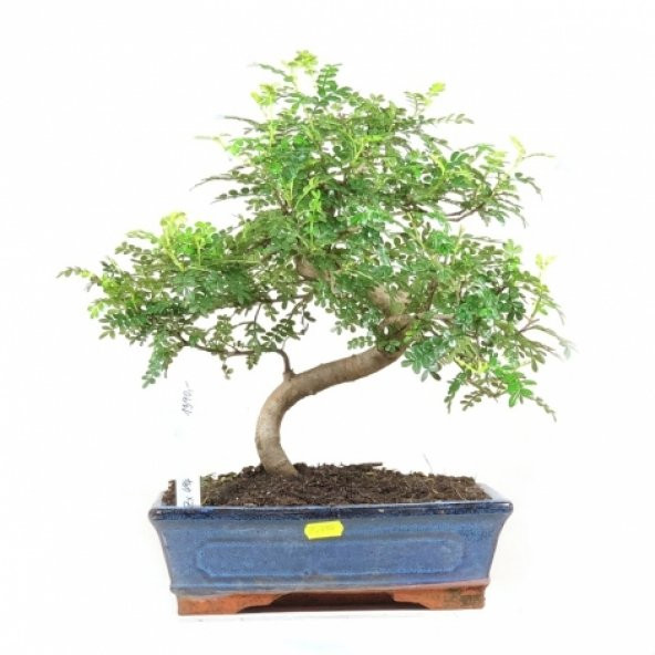Bodur Karabiber Bonzai Ağacı Tohumu 5 Adet Bonsai Ağacı Tohumu