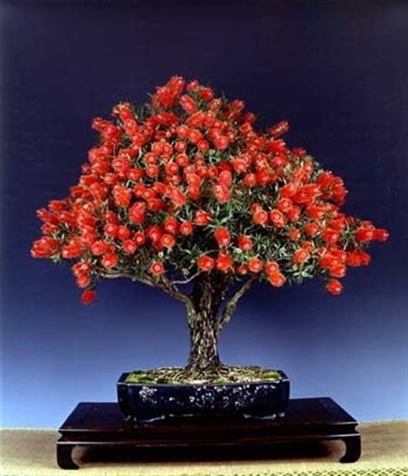 Bodur Callistemon Karadut Bonzai Ağacı Tohumu 25 Adet Bonsai Ağacı Tohumu