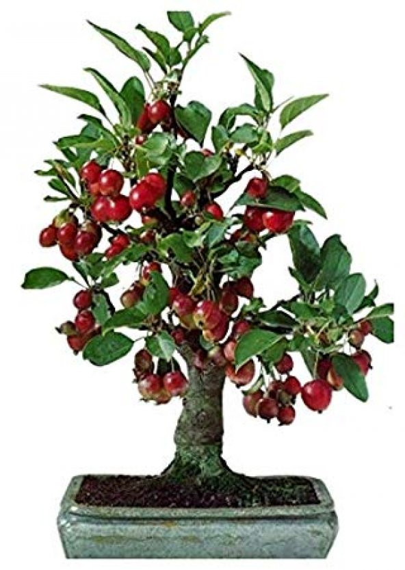 Kiraz Bonzai Ağacı Tohumu 5 Adet Bonsai Ağacı Tohumu