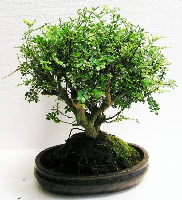 Bodur Karabiber Bonzai Ağacı Tohumu 5 Adet Bonsai Ağacı Tohumu - 2