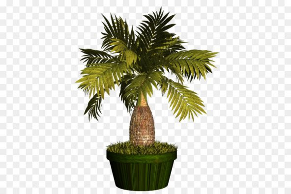Bodur Palmiye Bonzai Ağacı Tohumu 3 Adet Bonsai Ağacı Tohumu - 2