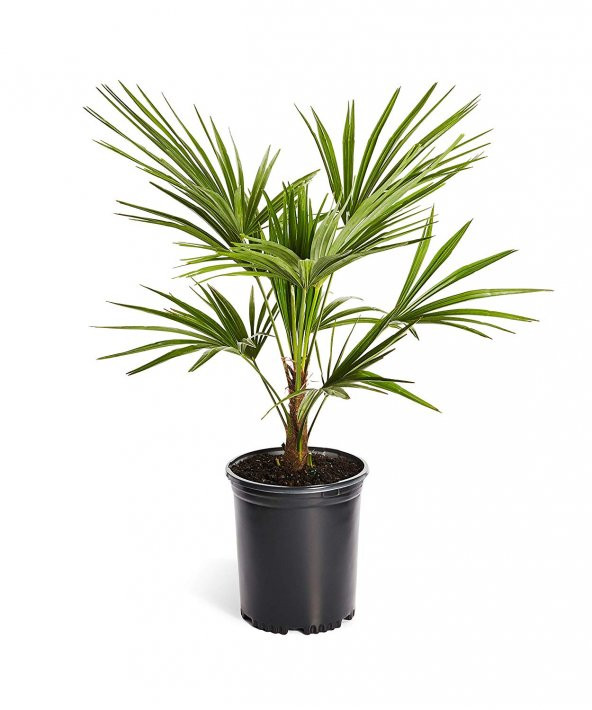 Coccos Plumosa Hindistan Cevizi Tohumu 3 Adet Tohum Kraliçe Palmiyesi